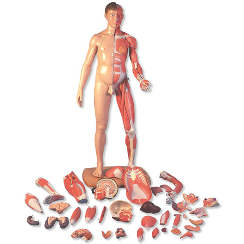 3B Scientific˴СԚWwģ39