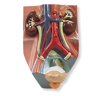 ϵy(tng)ģ(sh)0.75